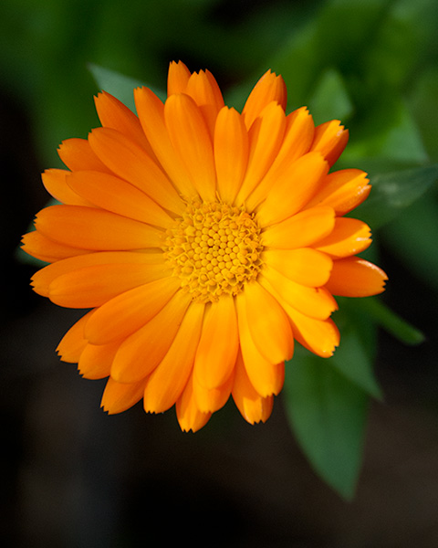flower1