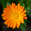 flower1