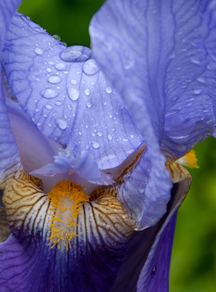 flower2