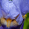 flower2