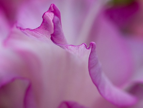 flower3
