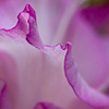 flower3