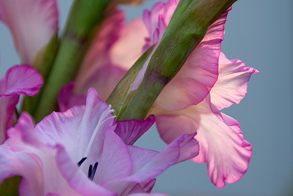flower4