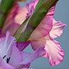 flower4