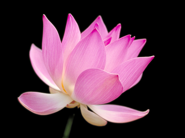 flower5