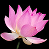flower5